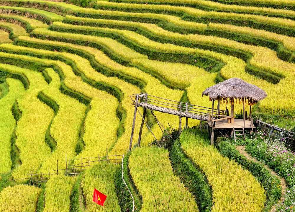 mu-cang-chai-mua-lua-chin