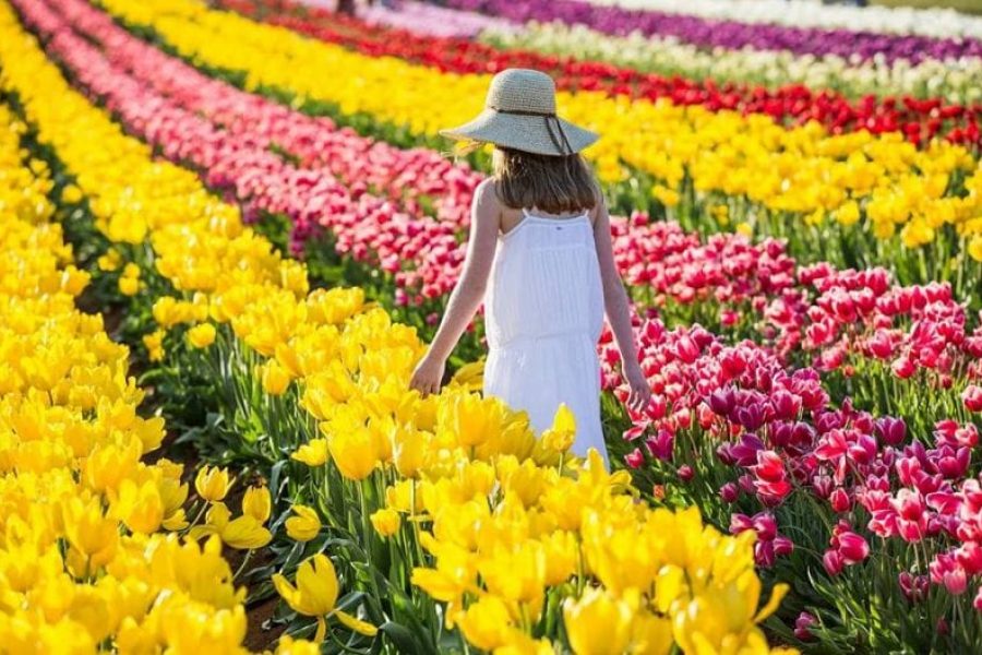Cung-nhau-chiem-nguong-ve-dep-hoa-tulip-trong-le-hoi-hoa-Keukenhof-6-e1601372892895
